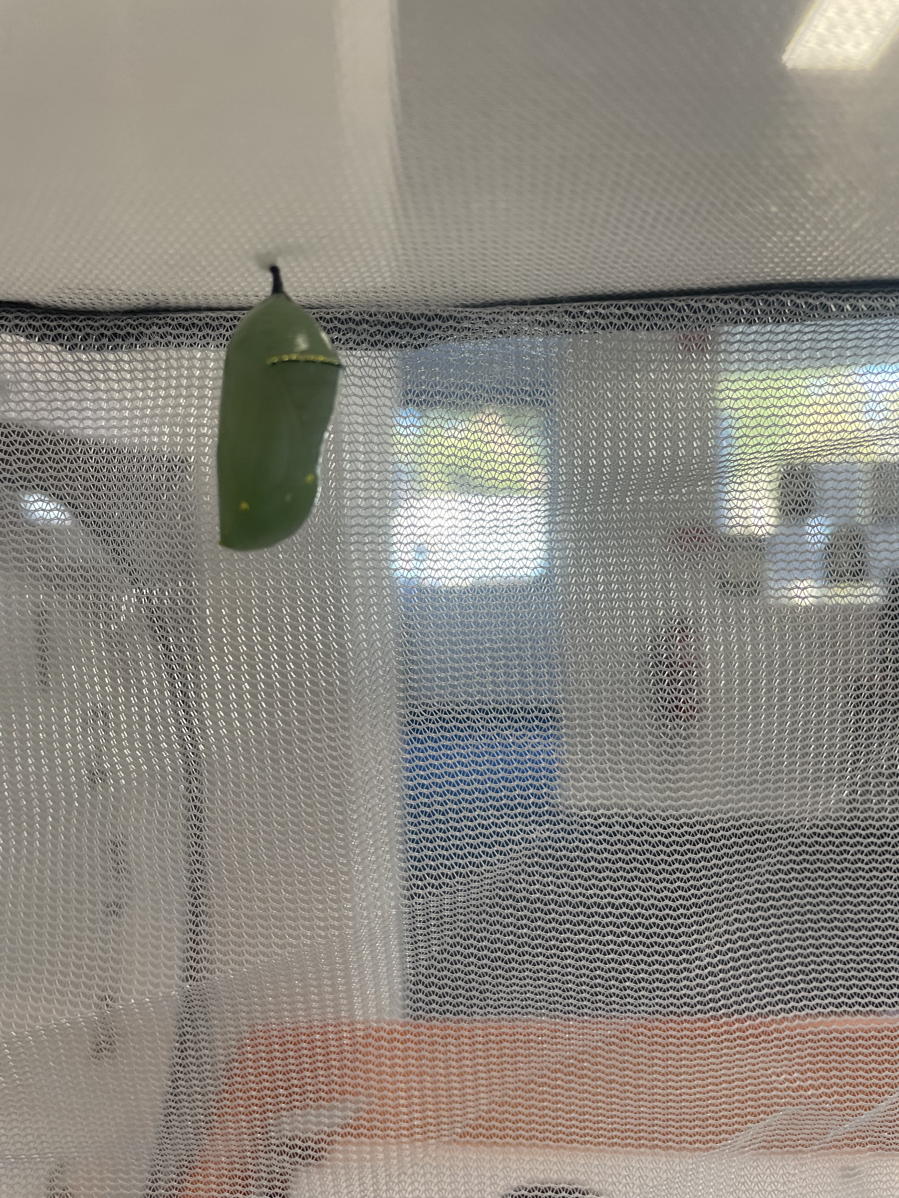 /uploaded_files/media/gallery/1678929739Chrysalis 2.jpg